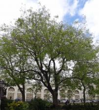 Sophora (Styphnolobium japonica), 320 cm de circonférence, planté en 1904 Square Nadar (18ème)