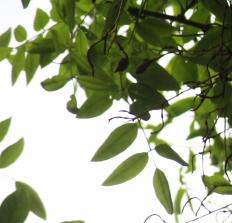 Sophora (Styphnolobium japonica), 320 cm de circonférence, planté en 1904 Square Nadar (18ème)