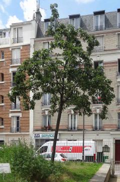 L'arbre numéro 121732 est un Noyer (Juglans nigra) de 5 mètres de haut et 20 cm de circonférence.
Il est situé jardin Paul Nizan / 9 rue de l'Industrie Paris 13ème arrondissement (coordonnées GPS 48.82259, 2.35727)