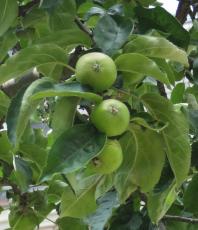 L'arbre numéro 121732 est un Noyer (Juglans nigra) de 5 mètres de haut et 20 cm de circonférence.
Il est situé jardin Paul Nizan / 9 rue de l'Industrie Paris 13ème arrondissement (coordonnées GPS 48.82259, 2.35727)