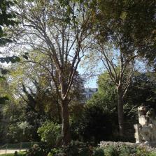 Platane (Platanus x hispanica) localisé Square Edouard Vaillant