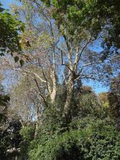 Platane (Platanus x hispanica), 520 cm de circonférence, planté en 1880 Square Edouard Vaillant (20ème)