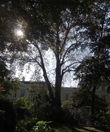 Platane (Platanus x hispanica), 520 cm de circonférence, planté en 1880 Square Edouard Vaillant (20ème)