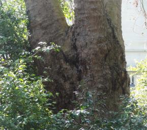 Platane (Platanus x hispanica), 520 cm de circonférence, planté en 1880 Square Edouard Vaillant (20ème)