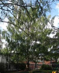 Metaséquoia (Metasequoia glyptostroboides), 251 cm de circonférence, planté en 1995 Square de la Villa Sainte Croix (17ème)