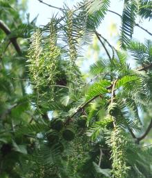 Metaséquoia (Metasequoia glyptostroboides), 251 cm de circonférence, planté en 1995 Square de la Villa Sainte Croix (17ème)
