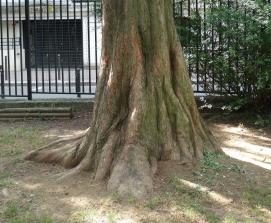 Metaséquoia (Metasequoia glyptostroboides), 251 cm de circonférence, planté en 1995 Square de la Villa Sainte Croix (17ème)