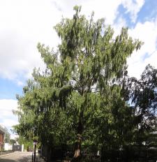 Metaséquoia (Metasequoia glyptostroboides), 251 cm de circonférence, planté en 1995 Square de la Villa Sainte Croix (17ème)