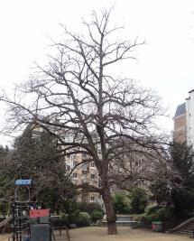 L'arbre numéro 124655 est un Pterocarya (Pterocarya fraxinifolia) de 20 mètres de haut et 300 cm de circonférence.
Il est situé square Van Vollenhoven / 5 rue Marcel Dubois Paris 12ème arrondissement (coordonnées GPS 48.83453, 2.40699)