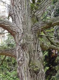 L'arbre numéro 124655 est un Pterocarya (Pterocarya fraxinifolia) de 20 mètres de haut et 300 cm de circonférence.
Il est situé square Van Vollenhoven / 5 rue Marcel Dubois Paris 12ème arrondissement (coordonnées GPS 48.83453, 2.40699)