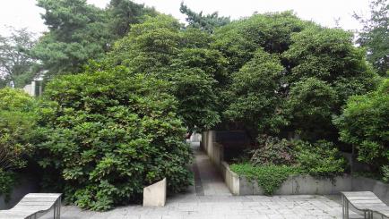 L'arbre numéro 126987 est un Rhododendron (Rhododendron arboreum 'Roseum').
Il est situé parc Andre Citroen / 2 rue de la Montagne de la Fage Paris 15ème arrondissement (coordonnées GPS 48.83851, 2.27645)
L'arbre numéro 126988 est un Rhododendron (Rhododendron arboreum 'Roseum').
Il est situé parc Andre Citroen / 2 rue de la Montagne de la Fage Paris 15ème arrondissement (coordonnées GPS 48.83849, 2.2765)