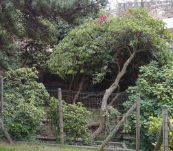 L'arbre numéro 126987 est un Rhododendron (Rhododendron arboreum 'Roseum').
Il est situé parc Andre Citroen / 2 rue de la Montagne de la Fage Paris 15ème arrondissement (coordonnées GPS 48.83851, 2.27645)