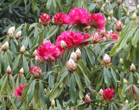 L'arbre numéro 126987 est un Rhododendron (Rhododendron arboreum 'Roseum').
Il est situé parc Andre Citroen / 2 rue de la Montagne de la Fage Paris 15ème arrondissement (coordonnées GPS 48.83851, 2.27645)