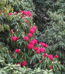 L'arbre numéro 126987 est un Rhododendron (Rhododendron arboreum 'Roseum').
Il est situé parc Andre Citroen / 2 rue de la Montagne de la Fage Paris 15ème arrondissement (coordonnées GPS 48.83851, 2.27645)