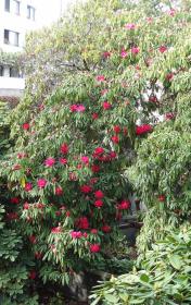 L'arbre numéro 126987 est un Rhododendron (Rhododendron arboreum 'Roseum').
Il est situé parc Andre Citroen / 2 rue de la Montagne de la Fage Paris 15ème arrondissement (coordonnées GPS 48.83851, 2.27645)