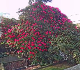 L'arbre numéro 126988 est un Rhododendron (Rhododendron arboreum 'Roseum').
Il est situé parc Andre Citroen / 2 rue de la Montagne de la Fage Paris 15ème arrondissement (coordonnées GPS 48.83849, 2.2765)