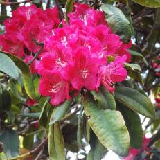 L'arbre numéro 126989 est un Rhododendron (Rhododendron arboreum 'Roseum').
Il est situé parc Andre Citroen / 2 rue de la Montagne de la Fage Paris 15ème arrondissement (coordonnées GPS 48.83851, 2.27652)