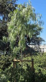 L'arbre numéro 127255 est un Faux-poivrier (Schinus molle) de 3 mètres de haut et 10 cm de circonférence.
Il est situé Promenade Bernard Lafay Pr B2 / 8 boulevard de Reims Paris 17ème arrondissement (coordonnées GPS 48.88865, 2.29205)