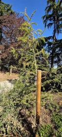 L'arbre numéro 127288 est un Mélèze (Larix decidua) de 3 mètres de haut et 15 cm de circonférence.
Il est situé Promenade Bernard Lafay Pr B2 / 8 boulevard de Reims Paris 17ème arrondissement (coordonnées GPS 48.8881, 2.29068)