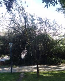 L'arbre numéro 127619 est un Pêcher (Prunus davidiana) de 53 cm de circonférence.
Il est situé Buttes Est square de la Butte du Chapeau Rouge / 11 boulevard d'Algerie Paris 19ème arrondissement (coordonnées GPS 48.88087, 2.39952)