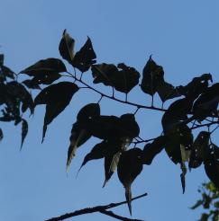 L'arbre numéro 127619 est un Pêcher (Prunus davidiana) de 53 cm de circonférence.
Il est situé Buttes Est square de la Butte du Chapeau Rouge / 11 boulevard d'Algerie Paris 19ème arrondissement (coordonnées GPS 48.88087, 2.39952)