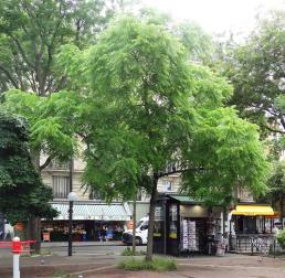 L'arbre numéro 129024 est un Noyer (Juglans nigra) de 8 mètres de haut et 70 cm de circonférence.
Il est situé Sn° Promenade du Quai Andre Citroen / 13 Quai Andre Citroen Paris 15ème arrondissement (coordonnées GPS 48.84625, 2.27782)