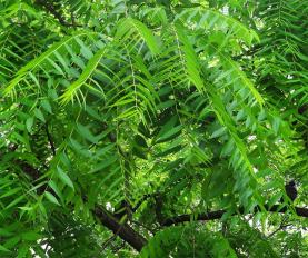 L'arbre numéro 129024 est un Noyer (Juglans nigra) de 8 mètres de haut et 70 cm de circonférence.
Il est situé Sn° Promenade du Quai Andre Citroen / 13 Quai Andre Citroen Paris 15ème arrondissement (coordonnées GPS 48.84625, 2.27782)
