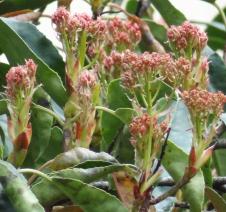 Photinia (Photinia glabra) Square des Arenes de Lutece / 2 Place Emile Male