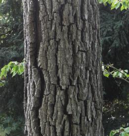 L'arbre numéro 133473 est un Noyer (Juglans nigra) de 16 mètres de haut et 145 cm de circonférence.
Il est situé square du Docteur Calmette / 2 rue Jean Sicard Paris 15ème arrondissement (coordonnées GPS 48.82827, 2.2978)