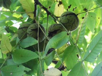 L'arbre numéro 133476 est un Noyer (Juglans nigra) de 17 mètres de haut et 180 cm de circonférence.
Il est situé square du Docteur Calmette / 2 rue Jean Sicard Paris 15ème arrondissement (coordonnées GPS 48.82823, 2.2978)