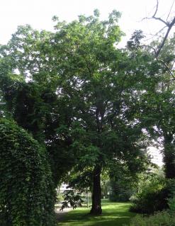 L'arbre numéro 133580 est un Pterocarya (Pterocarya fraxinifolia) de 20 mètres de haut et 275 cm de circonférence.
Il est situé square du Docteur Calmette / 2 rue Jean Sicard Paris 15ème arrondissement (coordonnées GPS 48.82832, 2.29831)