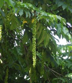 L'arbre numéro 133580 est un Pterocarya (Pterocarya fraxinifolia) de 20 mètres de haut et 275 cm de circonférence.
Il est situé square du Docteur Calmette / 2 rue Jean Sicard Paris 15ème arrondissement (coordonnées GPS 48.82832, 2.29831)