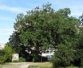 Pterocarya (Pterocarya fraxinifolia) localisé Square du Docteur Calmette