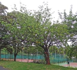 arbre n°135019 septembre 2022 Chitalpa numéro 135019 septembre 2022