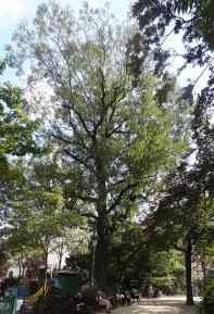 Pterocarya (Pterocarya fraxinifolia), 435 cm de circonférence, planté en 1899 Square des Batignolles (17ème)