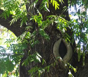 Pterocarya (Pterocarya fraxinifolia), 435 cm de circonférence, planté en 1899 Square des Batignolles (17ème)