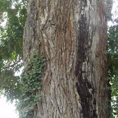 Pterocarya (Pterocarya stenoptera), 587 cm de circonférence, planté en 1905 Jardin des Serres d Auteuil (16ème)