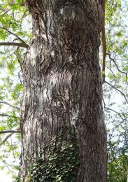 Pterocarya (Pterocarya stenoptera), 587 cm de circonférence, planté en 1905 Jardin des Serres d Auteuil (16ème)