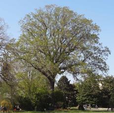 Pterocarya (Pterocarya stenoptera), 587 cm de circonférence, planté en 1905 Jardin des Serres d Auteuil (16ème)