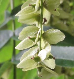 Pterocarya (Pterocarya stenoptera), 587 cm de circonférence, planté en 1905 Jardin des Serres d Auteuil (16ème)