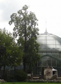 Tulipier (Liriodendron tulipifera), 211 cm de circonférence, Jardin des Serres d Auteuil (16ème)