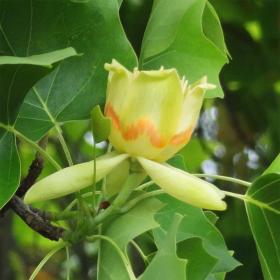 Tulipier (Liriodendron tulipifera), 211 cm de circonférence, Jardin des Serres d Auteuil (16ème)