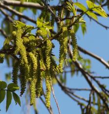 Pterocarya (Pterocarya stenoptera) localisé Jardin des Serres dAuteuil