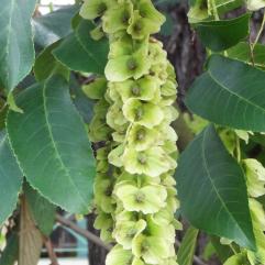 Pterocarya (Pterocarya stenoptera) localisé Jardin des Serres dAuteuil