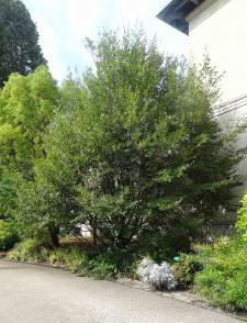 Sycopsis (Sycopsis sinensis) Jardin des Serres dAuteuil / 1 Avenue Gordon Bennett