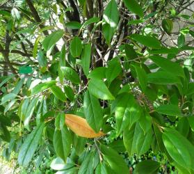 Sycopsis (Sycopsis sinensis) Jardin des Serres dAuteuil / 1 Avenue Gordon Bennett