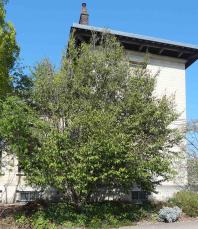 Sycopsis (Sycopsis sinensis) Jardin des Serres dAuteuil / 1 Avenue Gordon Bennett