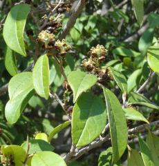 Sycopsis (Sycopsis sinensis) Jardin des Serres dAuteuil / 1 Avenue Gordon Bennett