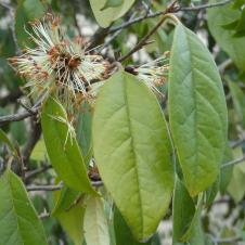 Sycopsis (Sycopsis sinensis) Jardin des Serres dAuteuil / 1 Avenue Gordon Bennett