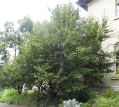 Sycopsis (Sycopsis sinensis) Jardin des Serres dAuteuil / 1 Avenue Gordon Bennett